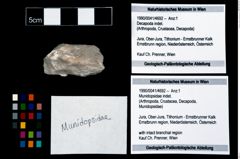Foto (Objekt + Etikett) von Munidopsidae indet.  (NHMW-GEO-1990-0041-4692)